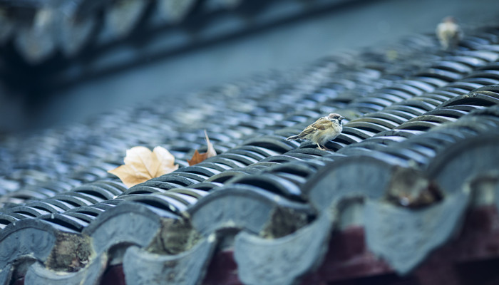 存天理灭人欲什么意思 存天理灭人欲啥意思