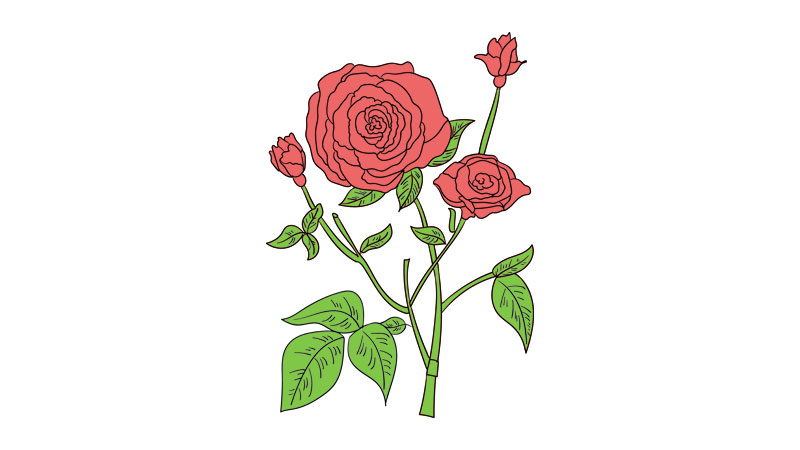 母亲节花简笔画教程  母亲节花简笔画画法