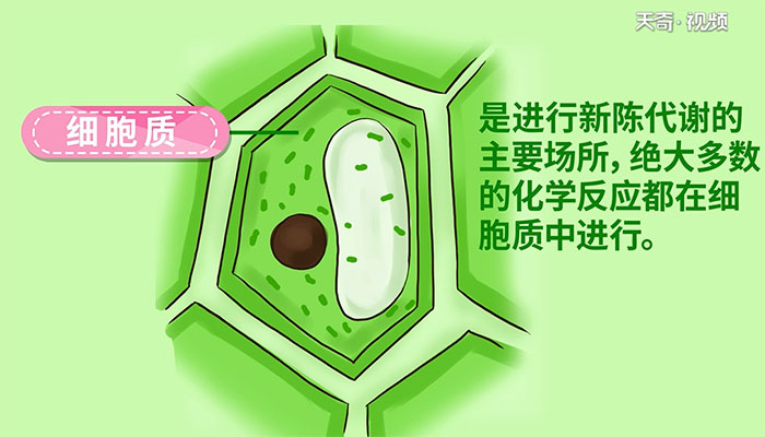 植物细胞的基本结构包括哪些 植物细胞的基本结构有哪些