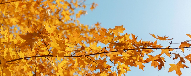 秋晚的江上课文解析 秋晚的江上全诗解析