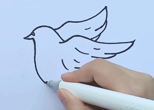 鸽子简笔画