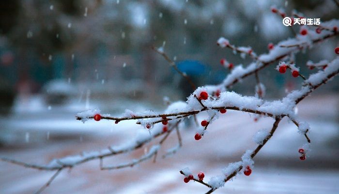 傲雪寒梅比喻什么人 傲雪寒梅比喻什么样人