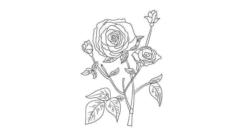 母亲节花简笔画教程  母亲节花简笔画画法