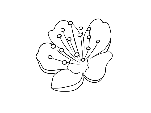 樱花简笔画 樱花简笔画的画法步骤