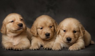 适合幼犬的食物有哪些（适合幼犬的食物有哪些呢）