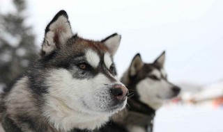 阿拉斯加雪橇犬吃什么（阿拉斯加雪橇犬吃什么东西）