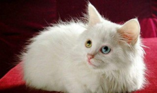 一只想飞的猫好词好句 一只想飞的猫好词好句摘抄二年级