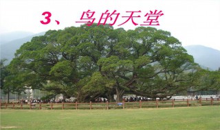 鸟的天堂在哪里（巴金鸟的天堂在哪里）