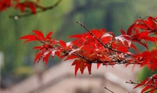 一场秋雨一场寒的下一句是什么（一场秋雨一场寒的下一句是什么谚语）