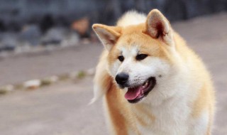 秋田犬性格 秋田犬性格和缺点