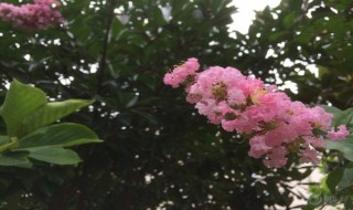 哪种植物被称为痒痒树（哪种植物被称为痒痒树蚂蚁森林）