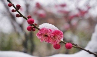 雪梅的古诗 雪梅的古诗配画怎么画