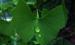 写银杏叶的作文（关于描写银杏叶的作文）