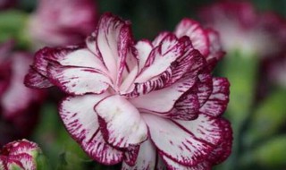 送老师的花 送老师的花束贺卡内容