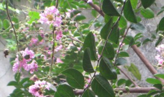 什么植物称为痒痒树（哪些植物称为痒痒树）