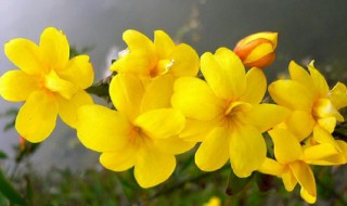 写迎春花的作文（写迎春花的作文100字）