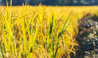 如何保护中国的粮食安全 如何保护中国的粮食安全知识