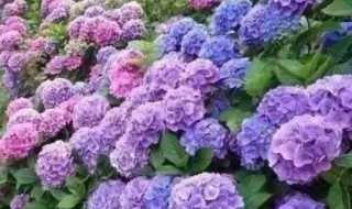 绣球花的赞美 绣球花的赞美句子