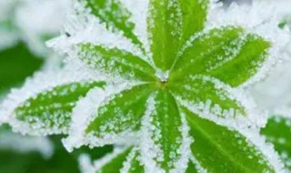 冰花的形状像什么 我知道冰花的形状像什么