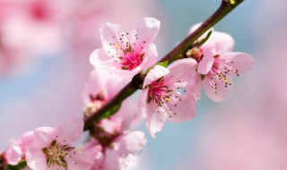 桃花的别名 桃花的别名叫什么名字