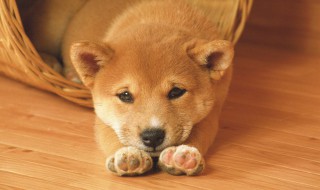 狗的拼音怎么写 狗的拼音怎么写的拼音怎么读