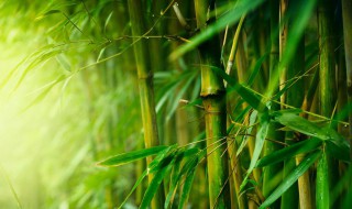 竹子的竹怎么组词（竹子的竹怎么组词啊）