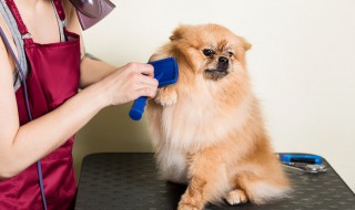 博美犬补钙的方法 博美幼犬需要补钙吗