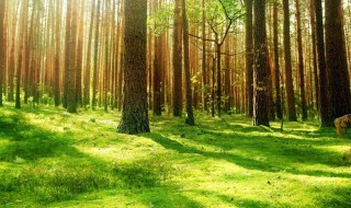 写夏天的美句 描写夏天的美句