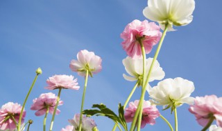 关于花的唯美句子简短（关于花的唯美句子简短100字）