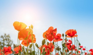 朝阳的美句短句（朝阳的美句短句图片）