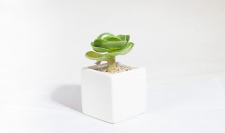 赞美绿色植物心情美句 赞美绿色植物心情美句简短