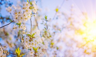 赞美阳光的简短唯美句子（赞美阳光的优美句子）