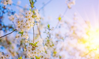 春天阳光明媚的句子唯美句 春天阳光正好唯美句子