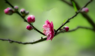 桃花唯美简短的句子（关于桃花的唯美句子简短）