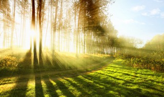 夏天的阳光唯美句子（夏天的阳光唯美句子简短）