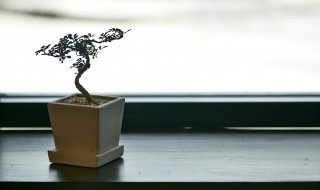 关于植物唯美的句子 关于植物的唯美短句