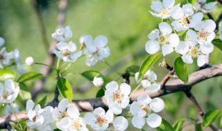 关于植物的好句 关于植物的好句子