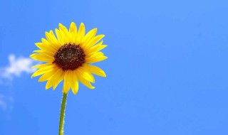 10个好词20个佳句（10个好句20个好词）