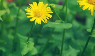 形容植物的唯美句子 形容植物的优美句子