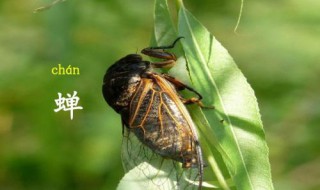 赞美蝉的诗句 赞美蝉的诗句有哪些?千古名句