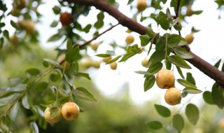 赞美果实累累的古诗（赞美果实累累的古诗柿子）