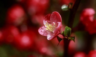 春花秋月何时了的全诗（春花秋月何时了的全诗这首诗的意思）