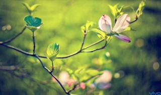 阳光明媚的句子（阳光明媚的句子发朋友圈）