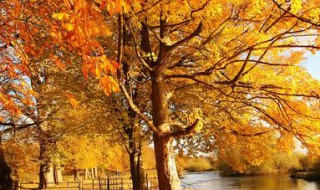 关于秋天的句子摘抄 关于秋天的句子摘抄简短