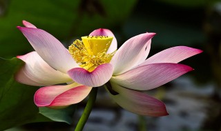 爱莲说的中心句（爱莲说的中心句是什么表达了作者什么的生活态度）