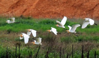 描写动物的诗句 古诗词中描写动物的诗句