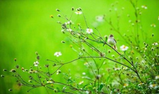 关于春天的诗句古诗（春天的古诗有哪些）