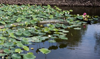 采莲曲王昌龄全文 采莲曲的作者王昌龄