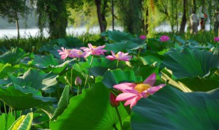 描写夏天的诗句古诗 描写秋天的诗句古诗