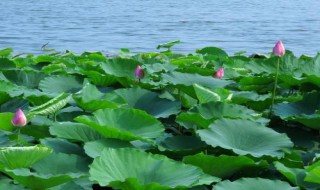 夏天的古诗有哪些（写春天的古诗有哪些）